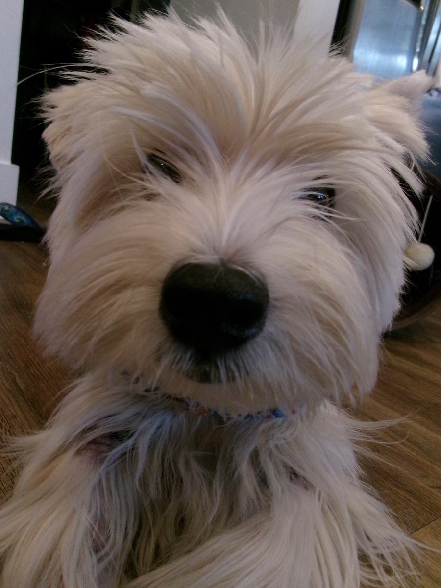 kinleywestie's tweet photo. Happy Friday! https://t.co/6oeSGDs8Em https://t.co/e0qWKqxQsu