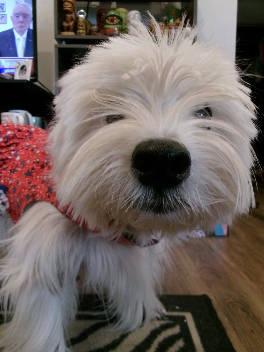 kinleywestie's tweet photo. Happy Friday! https://t.co/6oeSGDs8Em https://t.co/e0qWKqxQsu