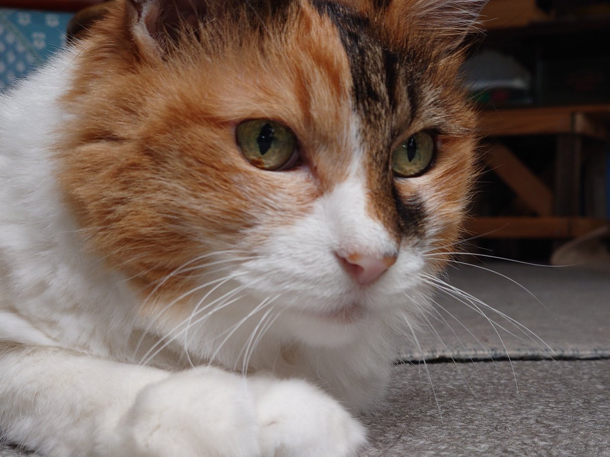 naked_mind's tweet photo. ねこの写真です https://t.co/KfSda5sJv5