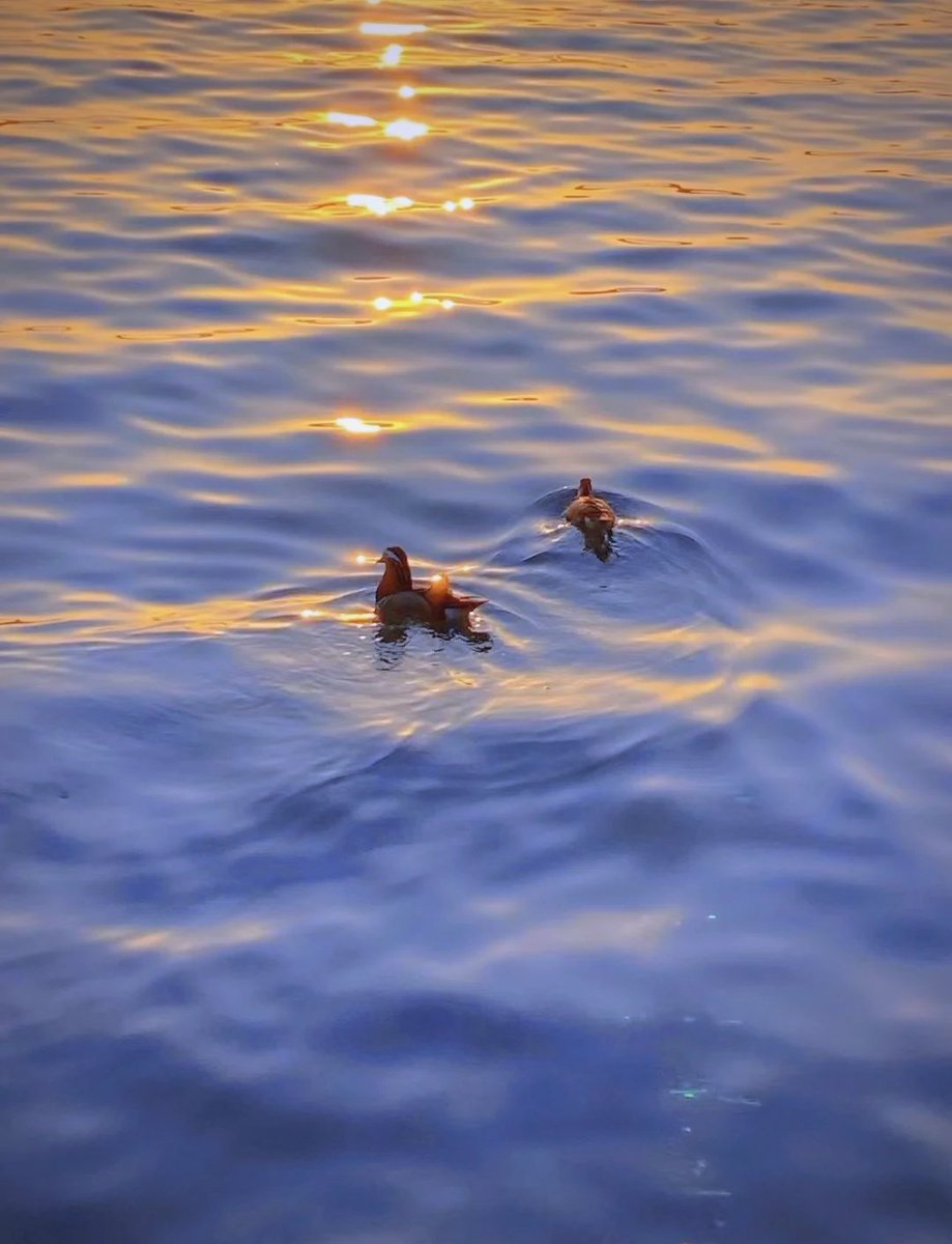 LASwimTeam's tweet photo. Our campus photography club's sunset shooting session at the lake this Saturday! Bring your camera u0026 catch golden hour vibes with us. Sign up via the link in bio https://t.co/x9TbfRb116