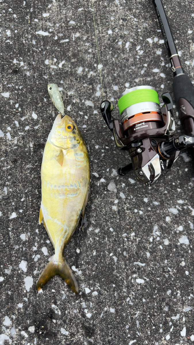 1010sere's tweet photo. 朝活終了👍
ライトトップゲームで可愛いショゴたんとセイゴ👍
ミノーでカマス🐟
ライトゲーム最高ぉ〜😃 https://t.co/7PPW4agor0