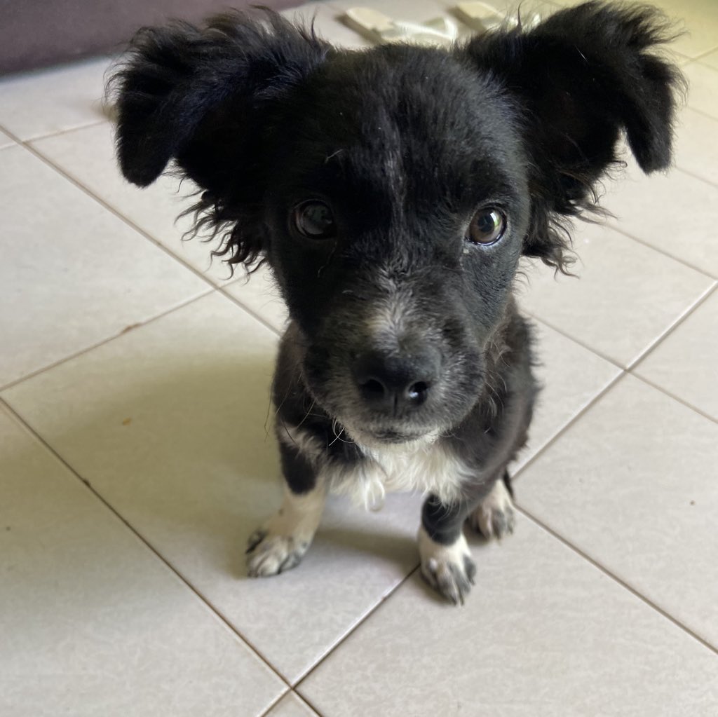 webvjdamtv's tweet photo. meu deus o bento francisco ta muito famoso cadê os petshop pra fazer publi manda ração eu tenho 3 cachorros pra alimentar https://t.co/1lbtyZgE2H
