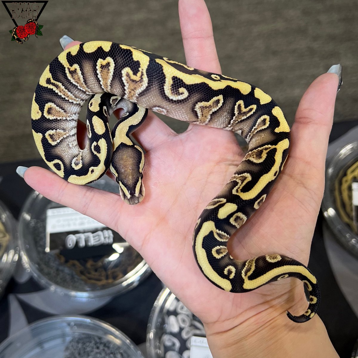 ♦ハドソンズベイカンパニー✨美品　高級デミバフミンク　大判ショール　尻尾取外　F ◤🐍大阪レプフィ🌹◢ 本日、1日目開催🎪❤️‍🔥 YouTubeライブの子