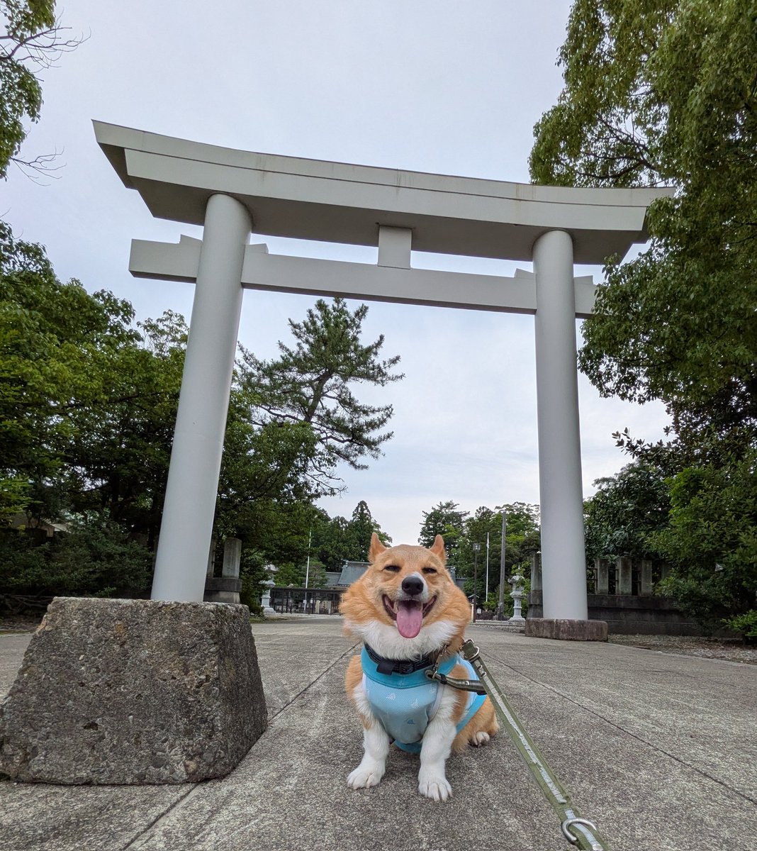 rikio0821's tweet photo. ٩(*´︶`*)۶おはよ〜♬朝んぽ🐾
今朝は☁️少しひんやり快適な朝です😊
久しぶりに町中コースを｡｡｡"8-(*o･ω･)oﾃｸﾃｸ🎶
ルイたんの  ̋ ੯ꔷ̀͡ᓑ\ｸﾝｸﾝ✨ くん活も激し目でした🤣❤
今日も元気によろしくワン🐶❣️
#コーギーのいる暮らし https://t.co/DAtrFE6xH3