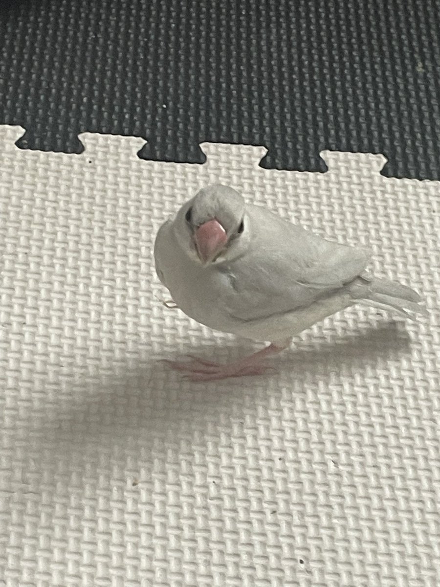 askaskaska01's tweet photo. このままでうろうろしてるよこの鳥。小松菜🥬まみれの嘴 https://t.co/xYZn6qLQtr