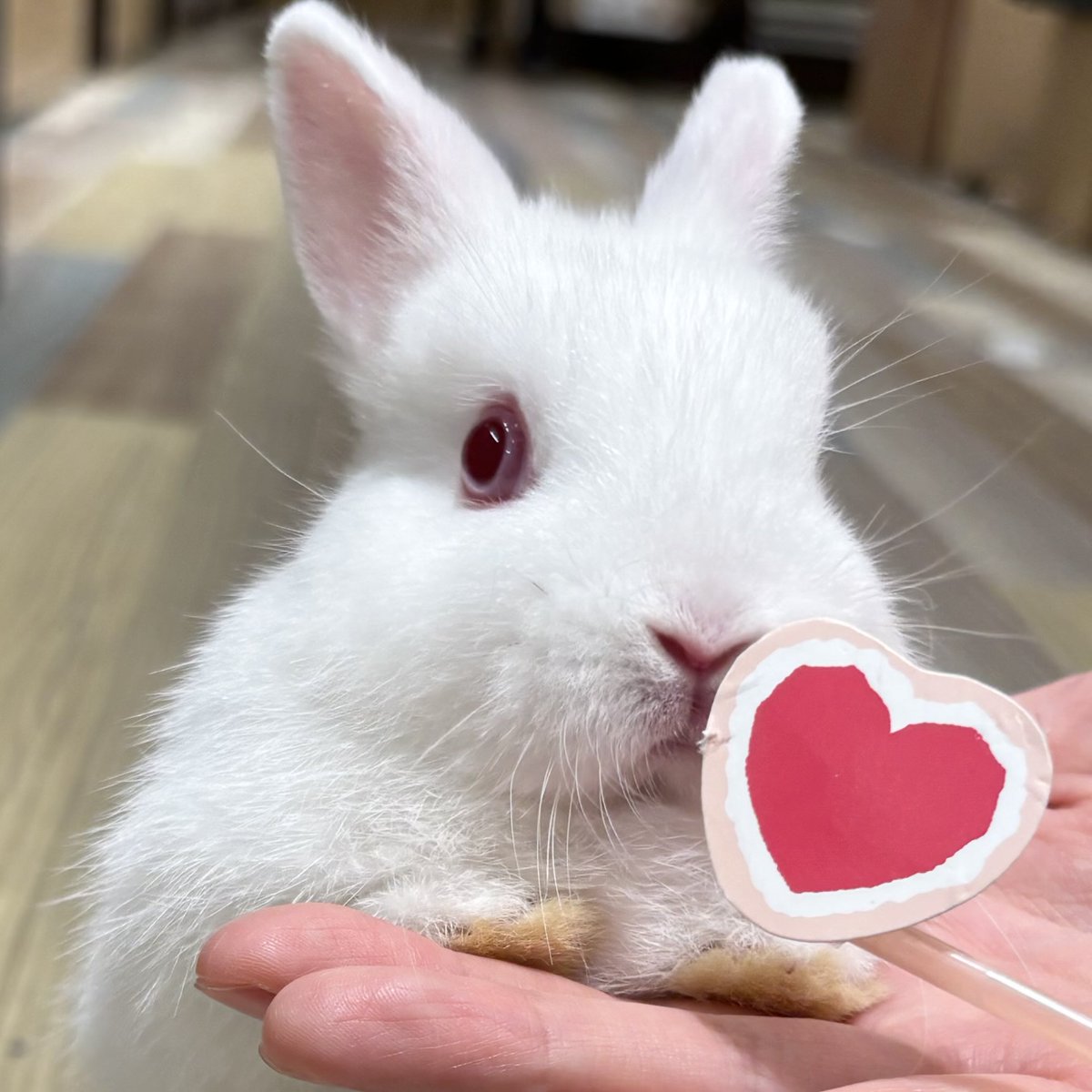 おはようございます🌞 とってもラブリーな新入りさん🎶 #うさぎ