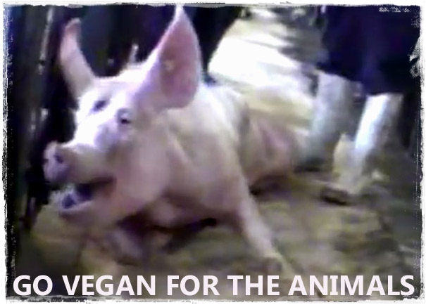 veganfuture's tweet photo. Help stop the suffering of animals. #GoVegan https://t.co/alQdARf246
