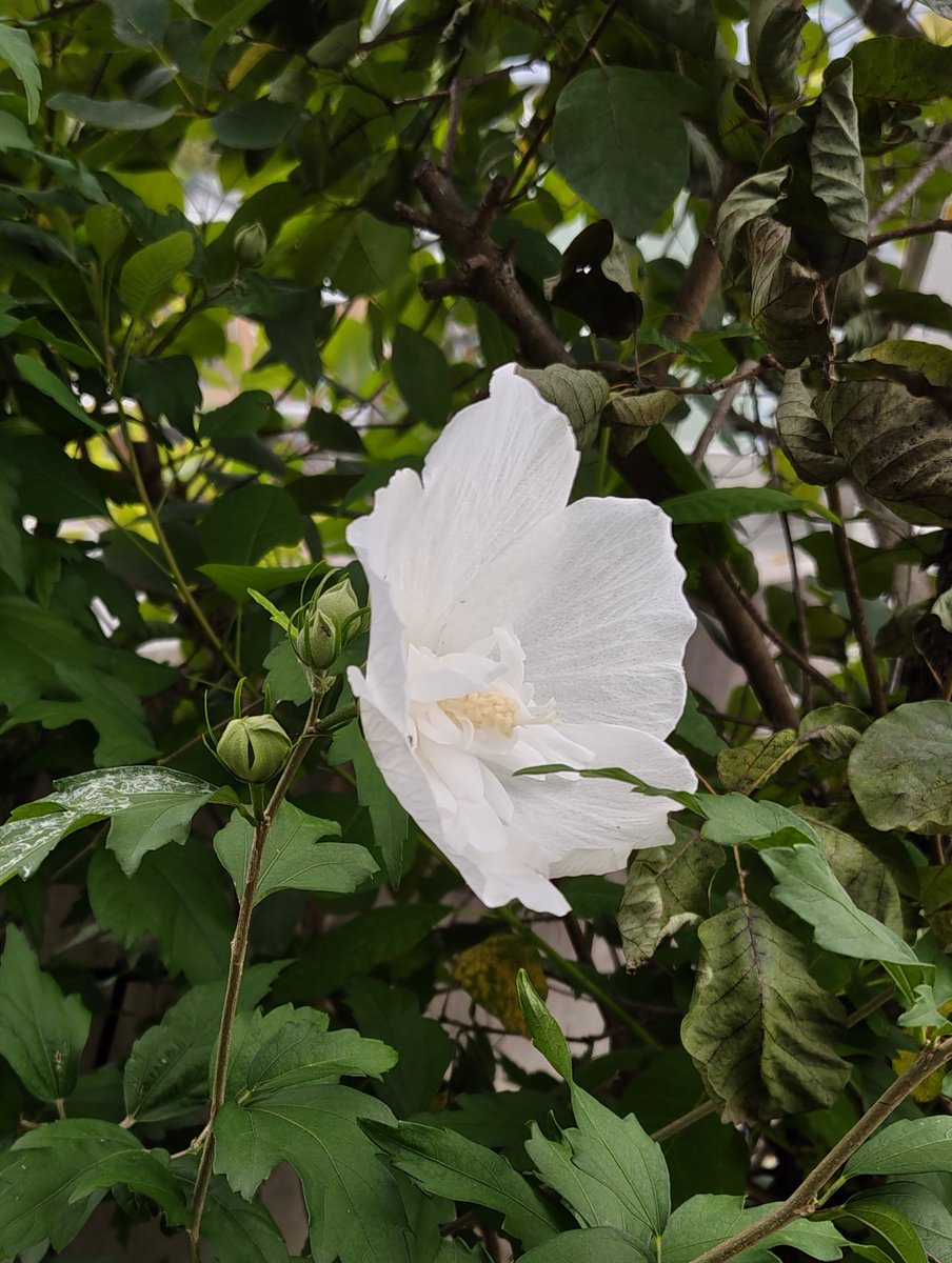 ForestdeFlorist's tweet photo. #TLを花でいっぱいにしよう #花屋 #宗像市 #Flower

#ムクゲ #一周忌 https://t.co/ZtJ7N4sHn6