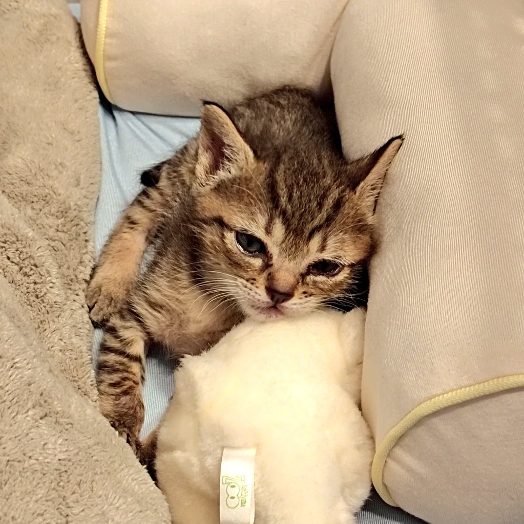 avenger4242564's tweet photo. 実家帰ったら生後1ヶ月の子猫が増えてた。 https://t.co/CehcFRfrFZ