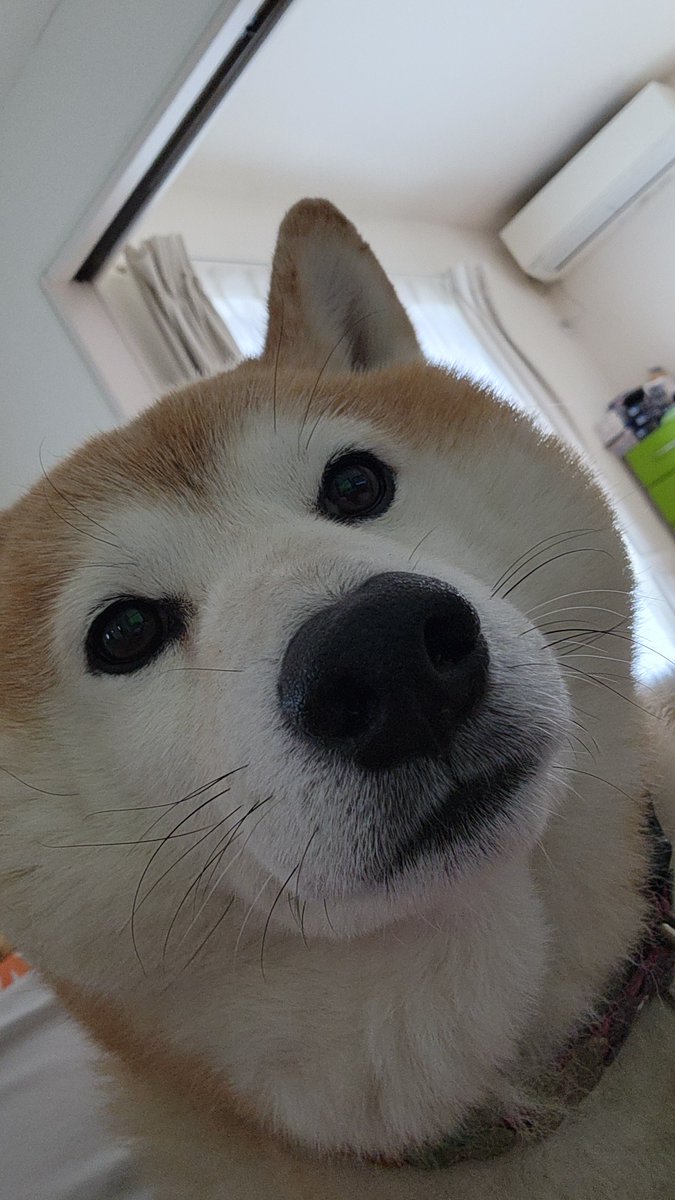pekotaro930's tweet photo. カーボの同点ゴールで実況の興奮した声に驚いた柴犬 https://t.co/Cxgb0Eyx73