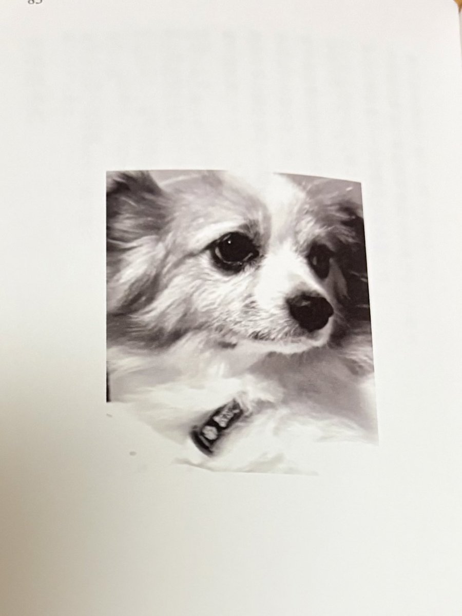 ryuishima's tweet photo. mydear同人の滝本政博詩集「犬の詩」を読む。滝本さんはいつもとても良い表現をする。「亡霊」で死んだ犬のラス��

　死んでいることに気づいていないのか
　ときおり人の後をついてゆきます

こういう切ない行動にとても心が震える。
この詩集には淡々とした数々の素晴らしさがある。読んでほしい https://t.co/anV9g51Pbk
