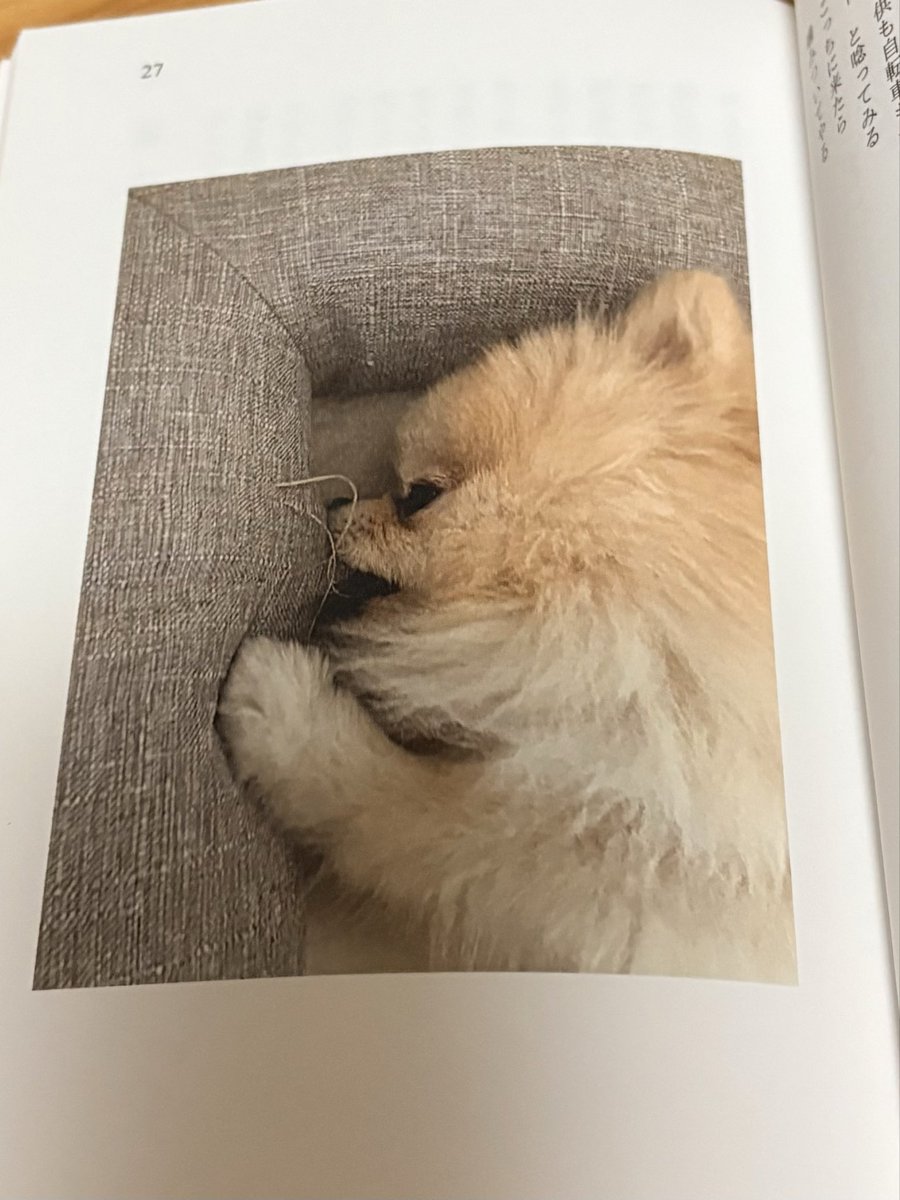 ryuishima's tweet photo. mydear同人の滝本政博詩集「犬の詩」を読む。滝本さんはいつもとても良い表現をする。「亡霊」で死んだ犬のラス��

　死んでいることに気づいていないのか
　ときおり人の後をついてゆきます

こういう切ない行動にとても心が震える。
この詩集には淡々とした数々の素晴らしさがある。読んでほしい https://t.co/anV9g51Pbk