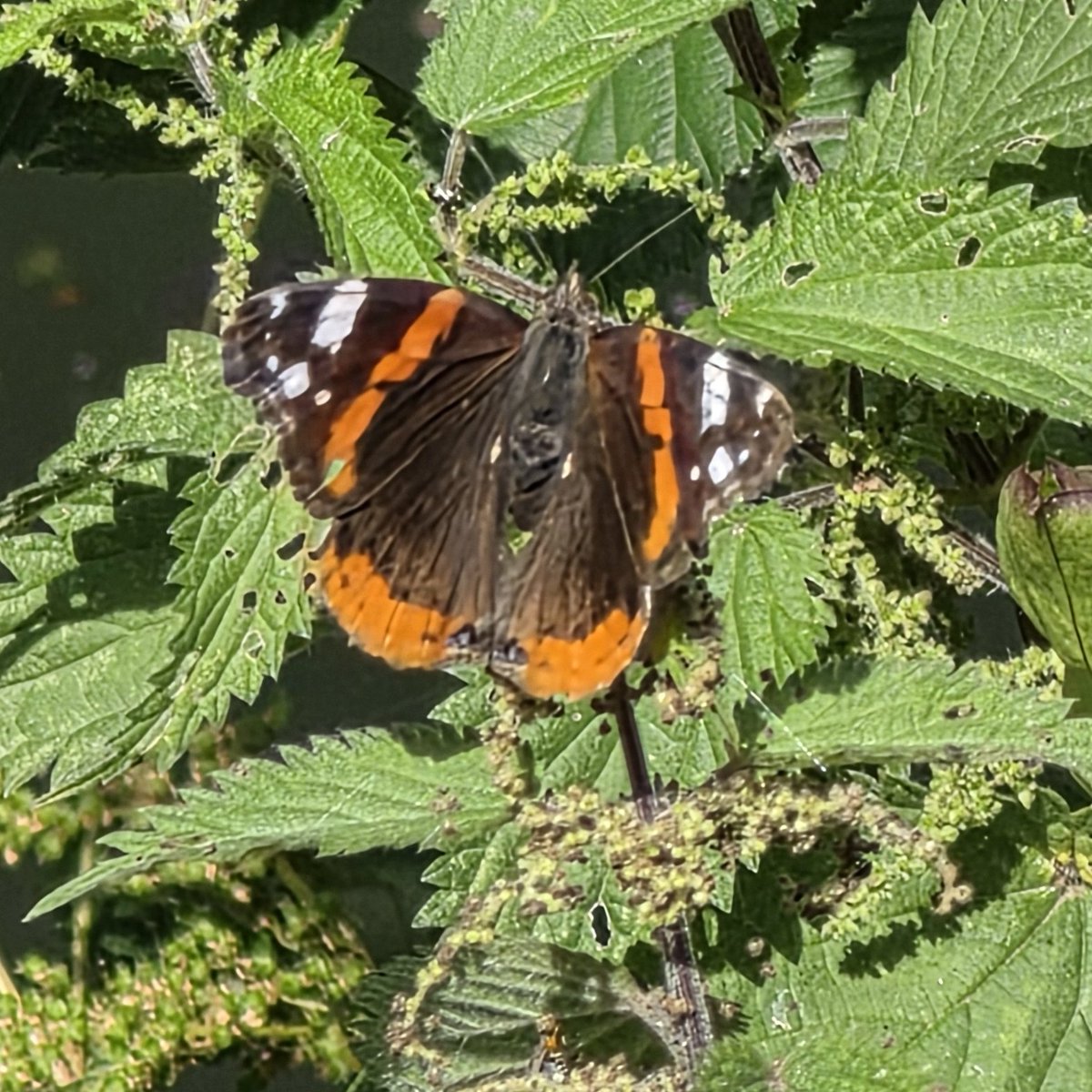 StroudStory's tweet photo. Nettles are tasty, too! At least that's what this Red Admiral thought, as it was there long enough to finally get a shot of it with its wings open. #Butterflyday on the #Stroud canal. I also saw various whites and blues, Gatekeepers and Ringlets, but I'm just not patient enough! https://t.co/CoeETIJSRJ