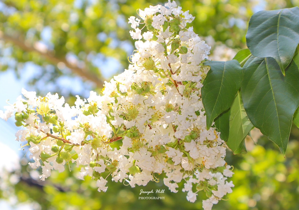 JosephHill3794's tweet photo. White Crape Myrtle🌼🌳
Photo By: Joseph Hill🙂📸
#WhiteCrapeMyrtle🌼🌳 #tree #plant #nature #closeup #beautiful #summer #naturephotography #SouthernPinesNC #July https://t.co/cPDxPAoSQZ