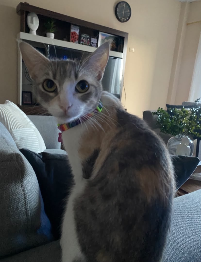 AlertaMePerdi's tweet photo. #PERDIDA #GUAYAQUIL
Nombre: #MIMI
Fecha: 2026-07-01
Sector: Norte, Pascuales, Coop Vilcabamba Mz 152, diagonal al mercado
Sexo: Hembra
Raza: CALICO
Observación: Ojos verdes amarillo, patas blancas, pelaje naranja y gris, cola gris con rayas
Contacto: 0968935275
 #AlertaMePerdí https://t.co/Pl66dx23AI