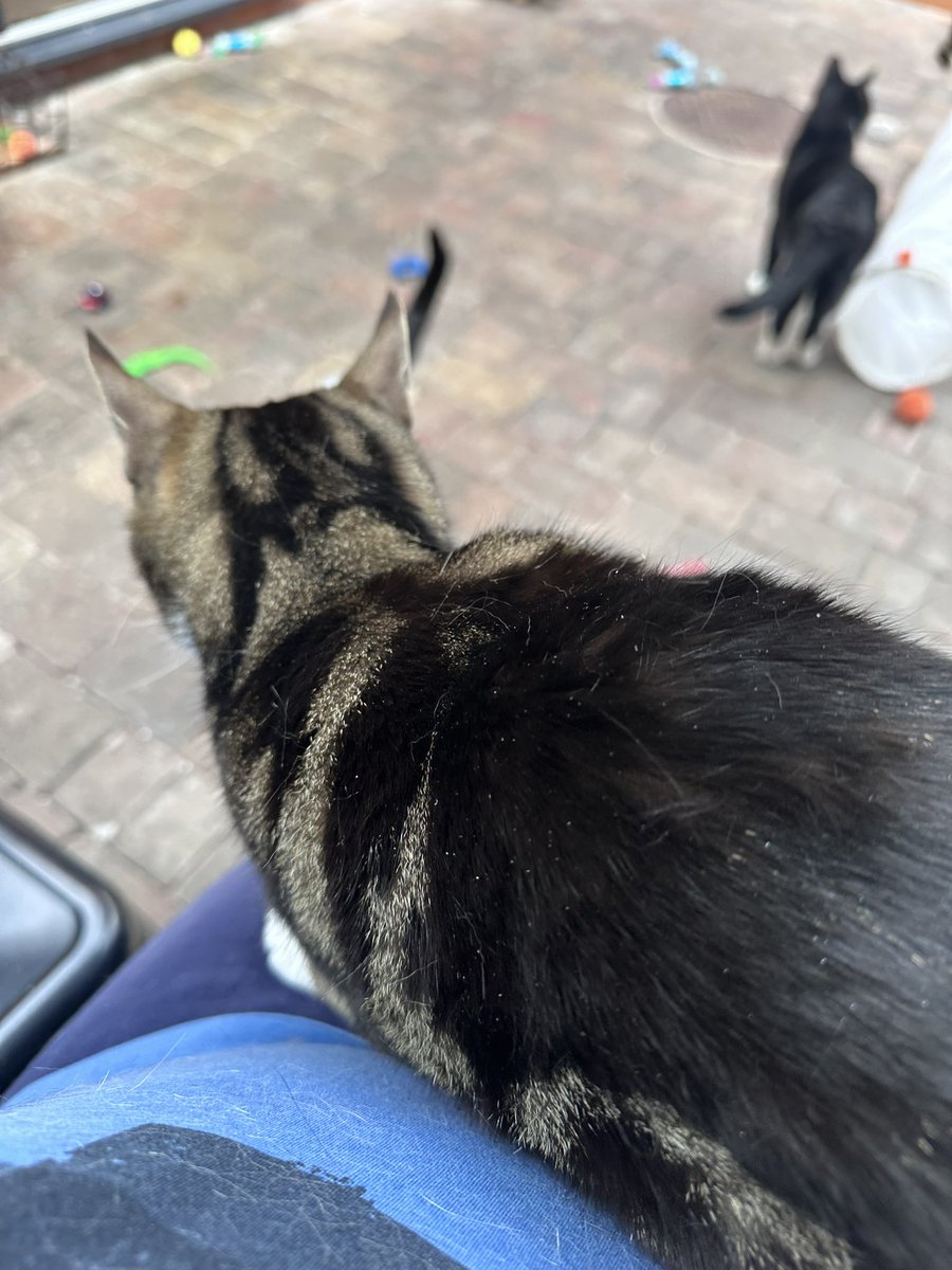 Pawsandclaws99's tweet photo. Don’t think I’ve had Bailey on my lap before! #cats https://t.co/RY0QFJ8vcw