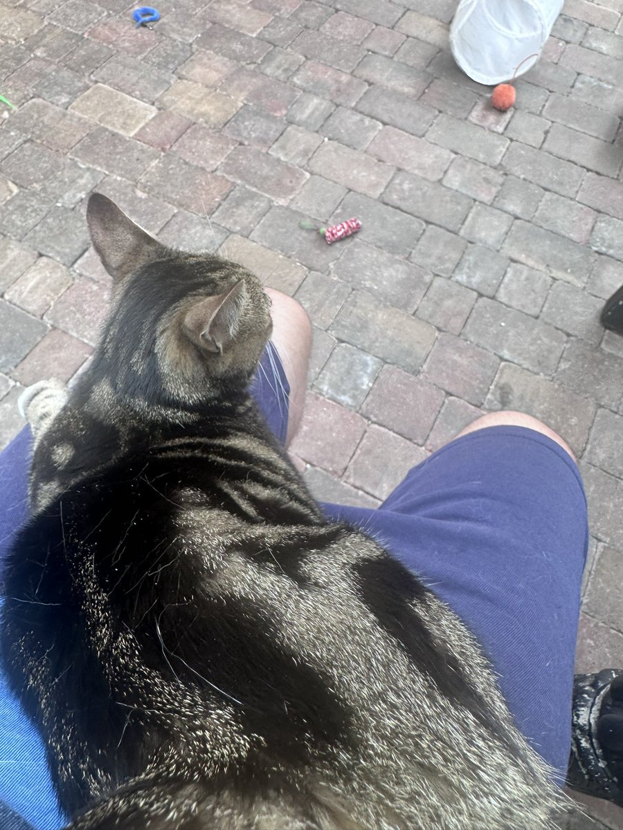 Pawsandclaws99's tweet photo. Don’t think I’ve had Bailey on my lap before! #cats https://t.co/RY0QFJ8vcw