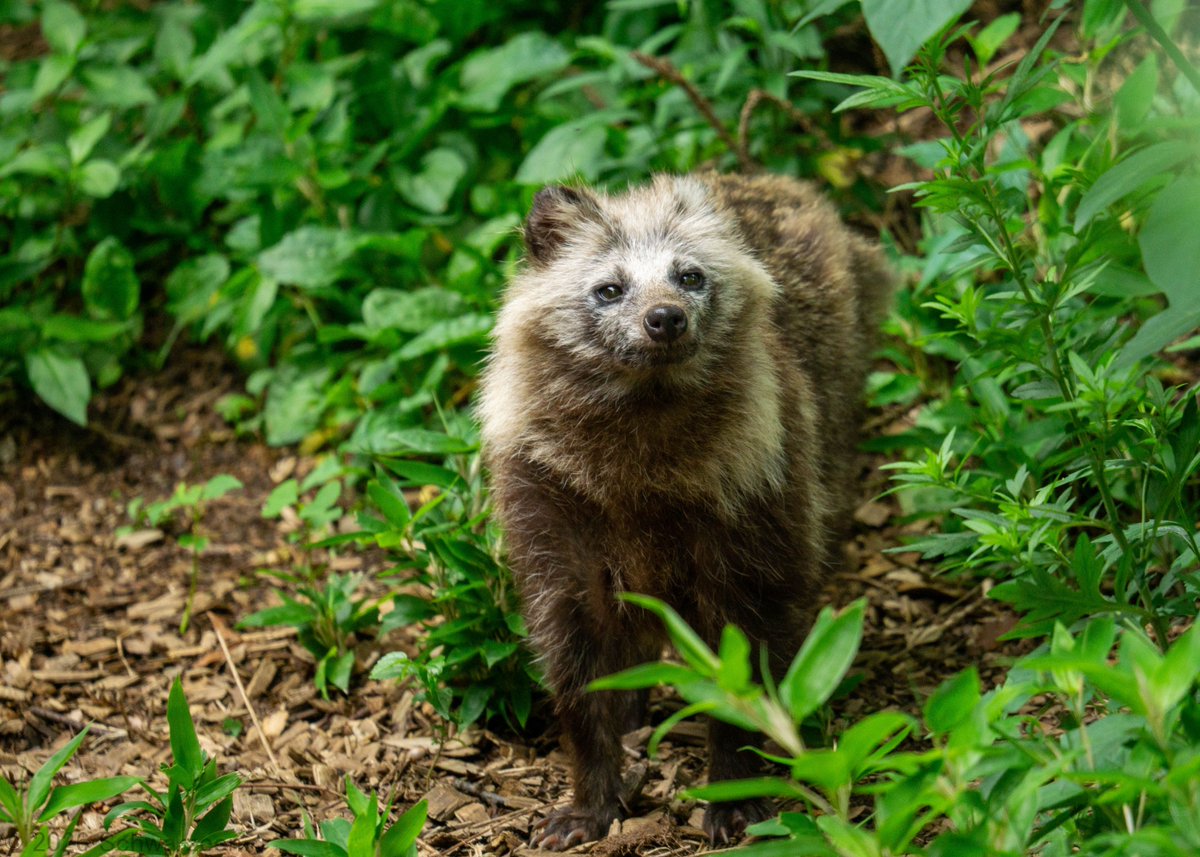 しっとりたぬき #東山動植物園