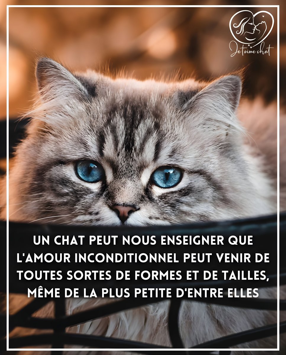 jtmchat's tweet photo. Rejoins la famille Je t'aime Chat πΎ π @jtmchat |
........#ChatsDeFrance #VieDeChat #AmourDeChat #ChatDuJour #Ronron #ChatLovers #UniversDesChats https://t.co/5Jh6R5xpEs