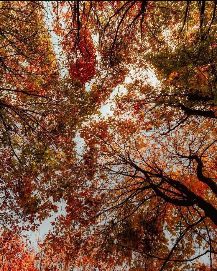 pamvonhadder's tweet photo. unpopular opinion but I’m sooo ready for fall 🍂 https://t.co/7kzKgdassu