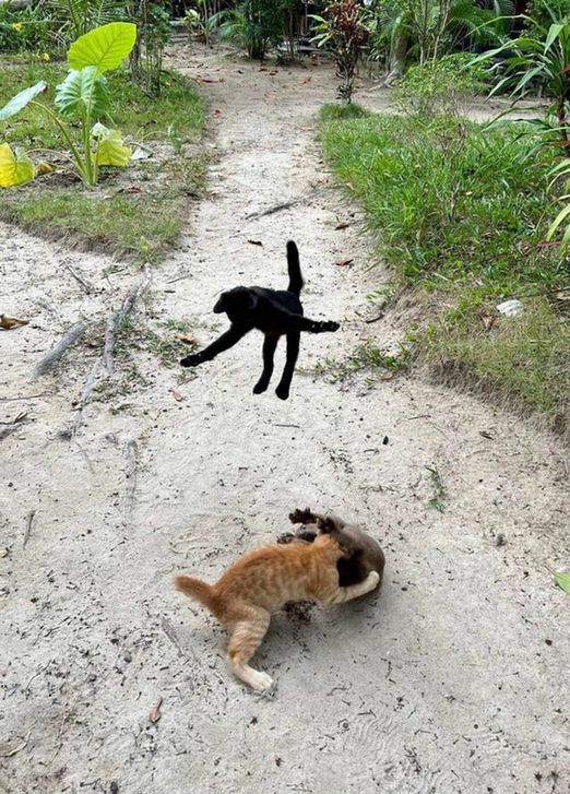 CatWorkers's tweet photo. Pro wrestler. https://t.co/5YZD9wIYWT
