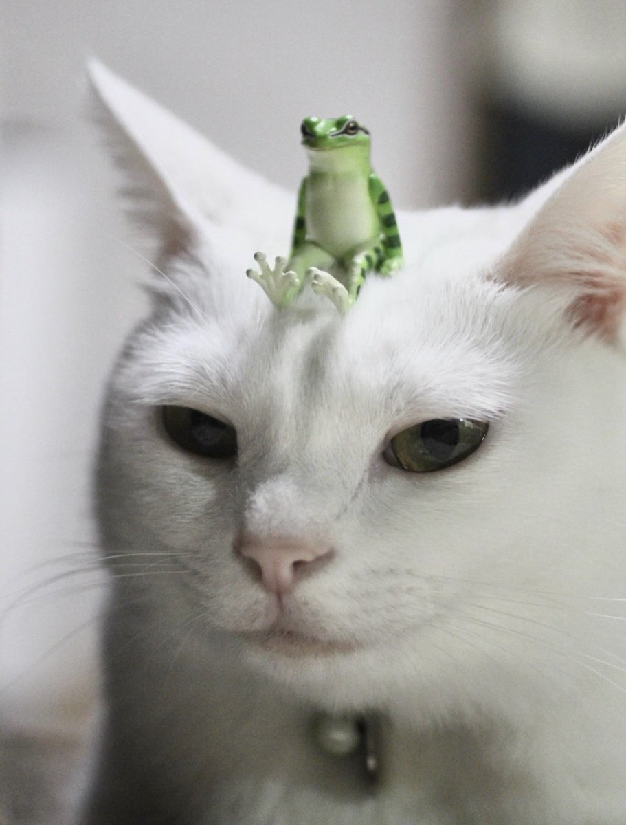shinbaba10's tweet photo. ムムッ🐸
　　( ･᷅ὢ･᷄ ) https://t.co/6oPBJoHNSf