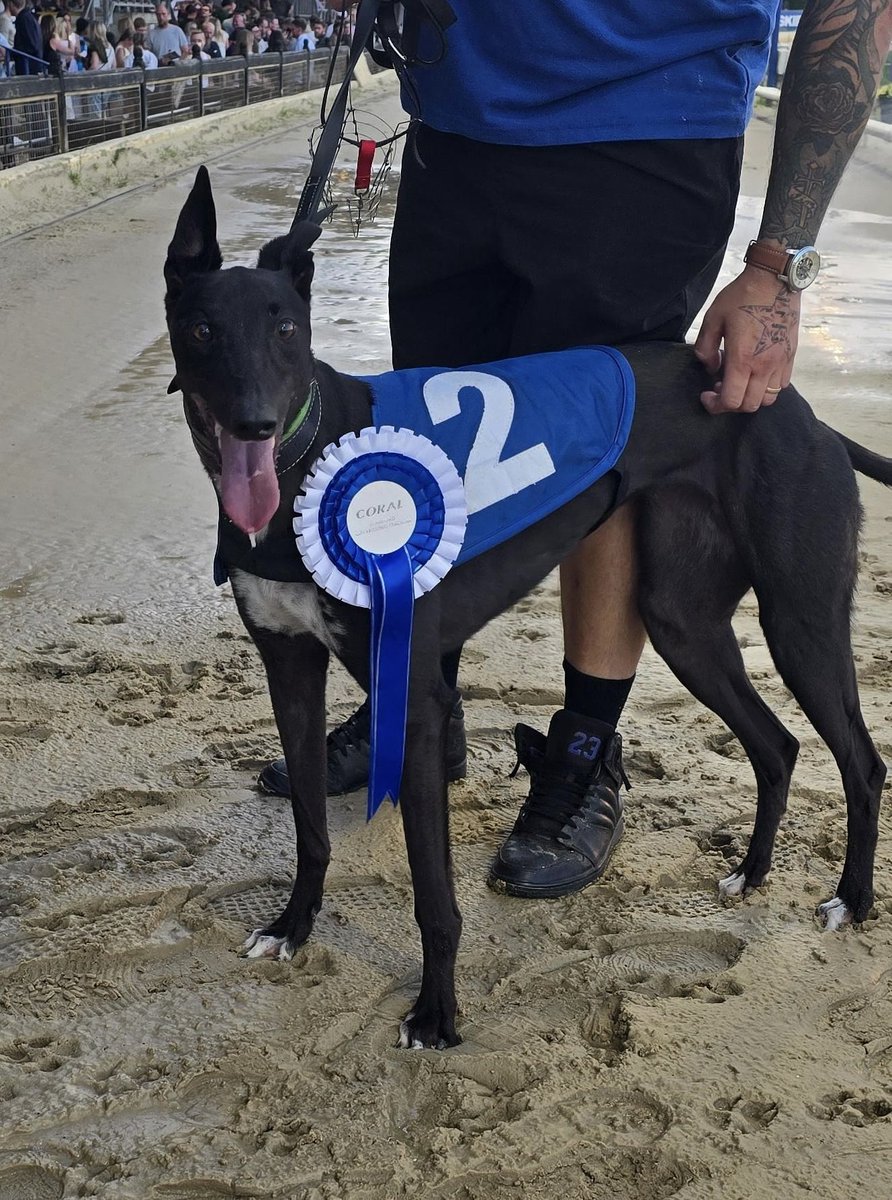 RomfordDogs's tweet photo. 💎Coral Coronation Cup (OR1) - 3rd Semi Final🔥

First 2️⃣ qualify to the £10,000 final!

🌟Winner of Race 8 - Romford Friday 3rd July 2026 

🏅Trap 2 - TEDDIE

Trainer🏆- Belinda Green (Hove)
Owner(s)🐾- Mr K.N.Barry, Mr W.Boyle, Mr O.W.Suter, Mr G.R.Whittington

Congratulations to Izzys Tenpin who also makes it through to the final next Friday!🩷