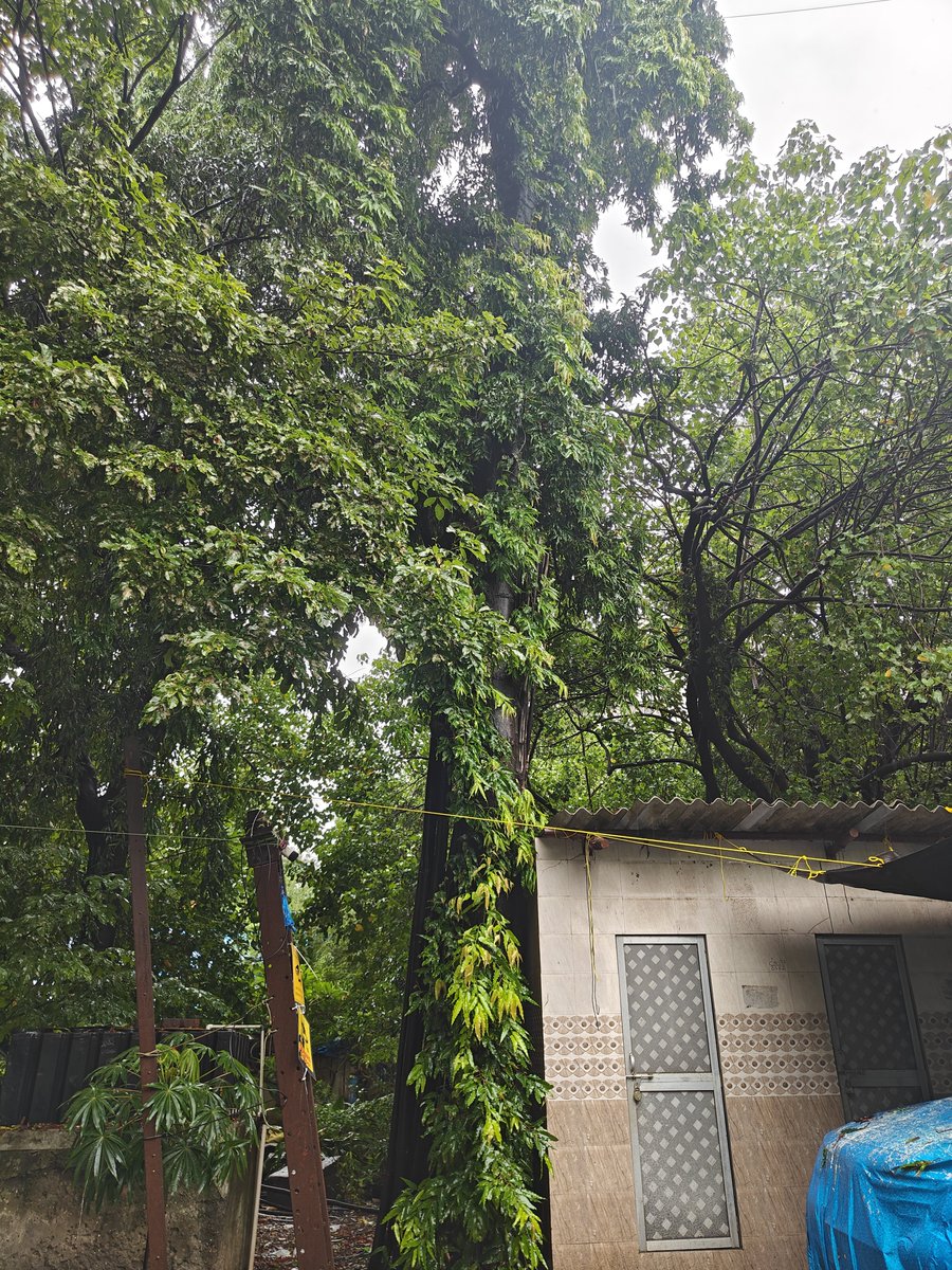 UpasanaF's tweet photo. @mybmc @mybmcWardGN Despite clear requests for tree trimming of 2  dangerous trees at Nasserwanji Compound, Gabriel rd. Mahim west, the garden dept staff  refused to trim the trees, extremely dangerous for children &amp; others passing by. 1 tree already having order for trimming. https://t.co/jSIwMD37ar