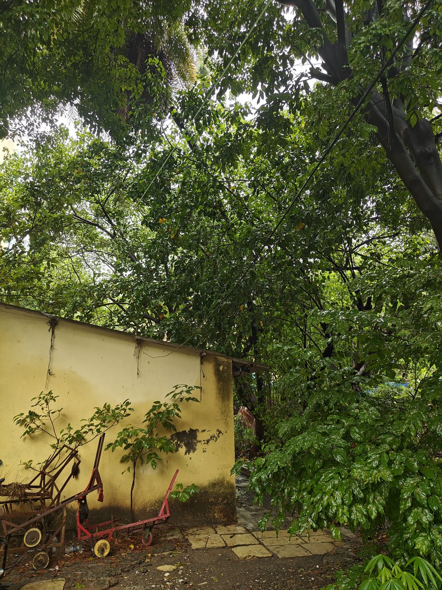 UpasanaF's tweet photo. @mybmc @mybmcWardGN Despite clear requests for tree trimming of 2  dangerous trees at Nasserwanji Compound, Gabriel rd. Mahim west, the garden dept staff  refused to trim the trees, extremely dangerous for children &amp; others passing by. 1 tree already having order for trimming. https://t.co/jSIwMD37ar
