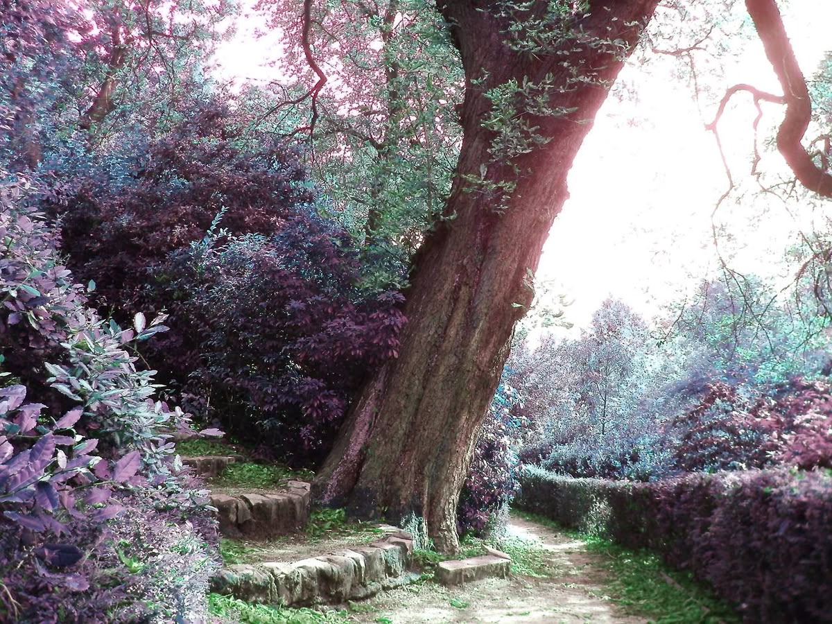 aestheticpost's tweet photo. A forest held inside a floating bubble. An old tree glowing in violet light. Stone walls slowly disappearing under green. Quiet places where the world still feels enchanted. https://t.co/BPcBmtN5g7
