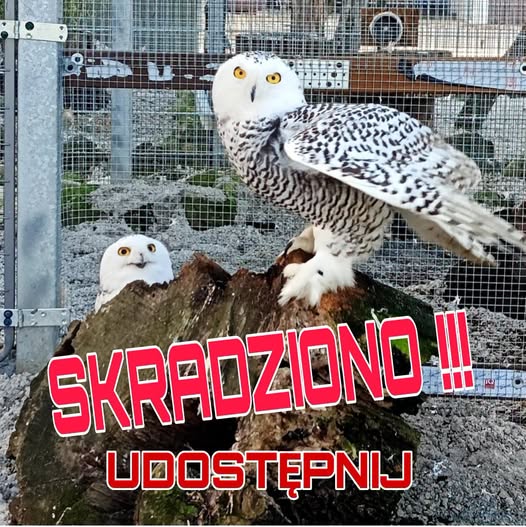 RobwalkaW's tweet photo. SKRADZIONO NASZE SOWY ŚNIEŻNE!
Dziś w nocy z miejsca,w którym przebywała część naszych ptaków(Radziechów 59-516, okolice Złotoryi) zniknęła para sów śnieżnych.
Nie wiemy, czy zostały skradzione,czy ktoś je wypuścił Bardzo prosimy o pomoc
794 250 066 Skrzydlata Ferajna (fundacja ) https://t.co/nfalaDGTMC