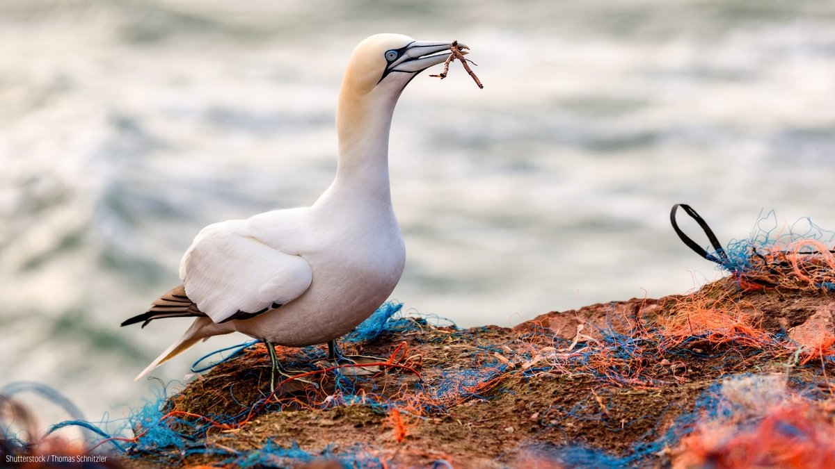 oceana's tweet photo. The plastics crisis is DEVASTATING for seabirds. They feed it to their chicks, get entangled, and many don’t survive.

But by reducing single-use plastics at the source and increasing ocean protections, we can give them a fighting chance. Add your name: https://t.co/G9Evw3gslm https://t.co/4ED1SJMMra