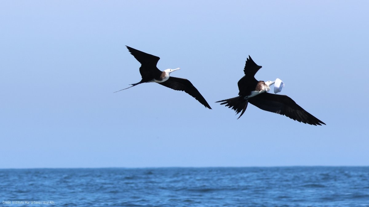 oceana's tweet photo. The plastics crisis is DEVASTATING for seabirds. They feed it to their chicks, get entangled, and many don’t survive.

But by reducing single-use plastics at the source and increasing ocean protections, we can give them a fighting chance. Add your name: https://t.co/G9Evw3gslm https://t.co/4ED1SJMMra