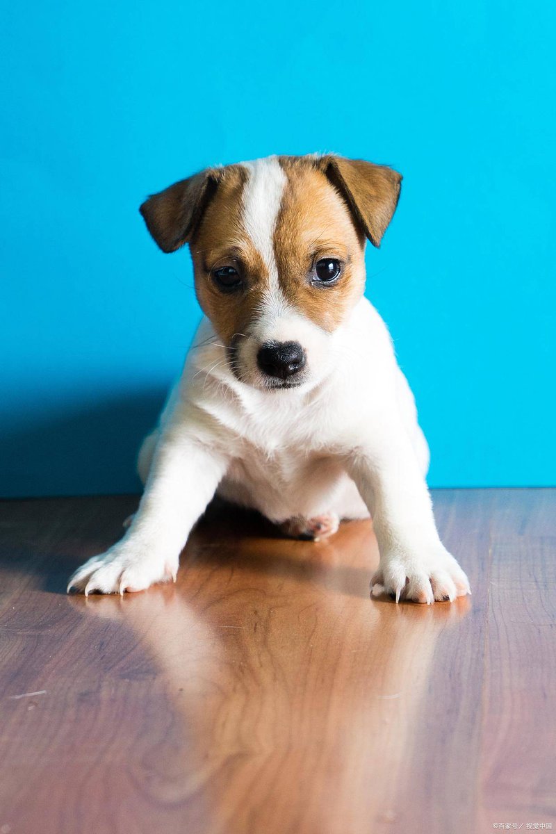 DHADJICHARALAMB's tweet photo. Watch our little pup go from wobbly newborn zoomies to stealing socks like a pro—growth hits different https://t.co/6moOAWs2iv