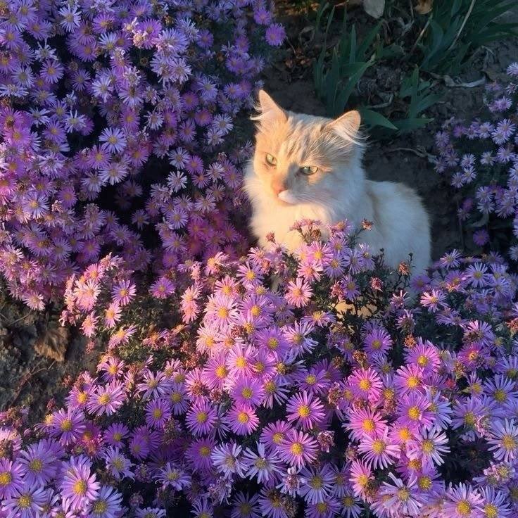 oceanweavee's tweet photo. paws and petals https://t.co/G9Tl54BFhc