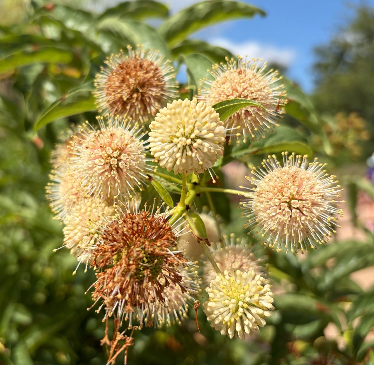 Mermaiden22's tweet photo. #Buttonbush flowers looking like #fireworks - zoom in for extra #Glimmers https://t.co/wVPDnZRKzz