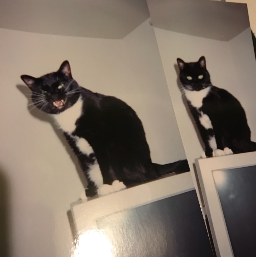 BlackTapeSam's tweet photo. This month's kitty is a flashback to 2000 with Harley sitting on an Apple Monitor in my Queens basement @ProjektRecords office.... #ProjektKitty #CatsofTwitter #OfficeCat #WhiskersWednesday https://t.co/rni7ETbtoF