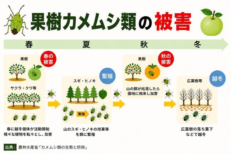 wni_jp's tweet photo. 【カメムシ大発生は温暖化のサイン？】
洗濯物につくいや～なカメムシ。近年、果樹カメムシの被害が急増しており、冬の高温傾向が大量発生やエリア拡大に影響しているといいます。
身近な虫を通して、気候変動と農業の深刻な関わりについて考えてみませんか？
https://t.co/ePQY1qdvyR https://t.co/GHu7jV9V1m