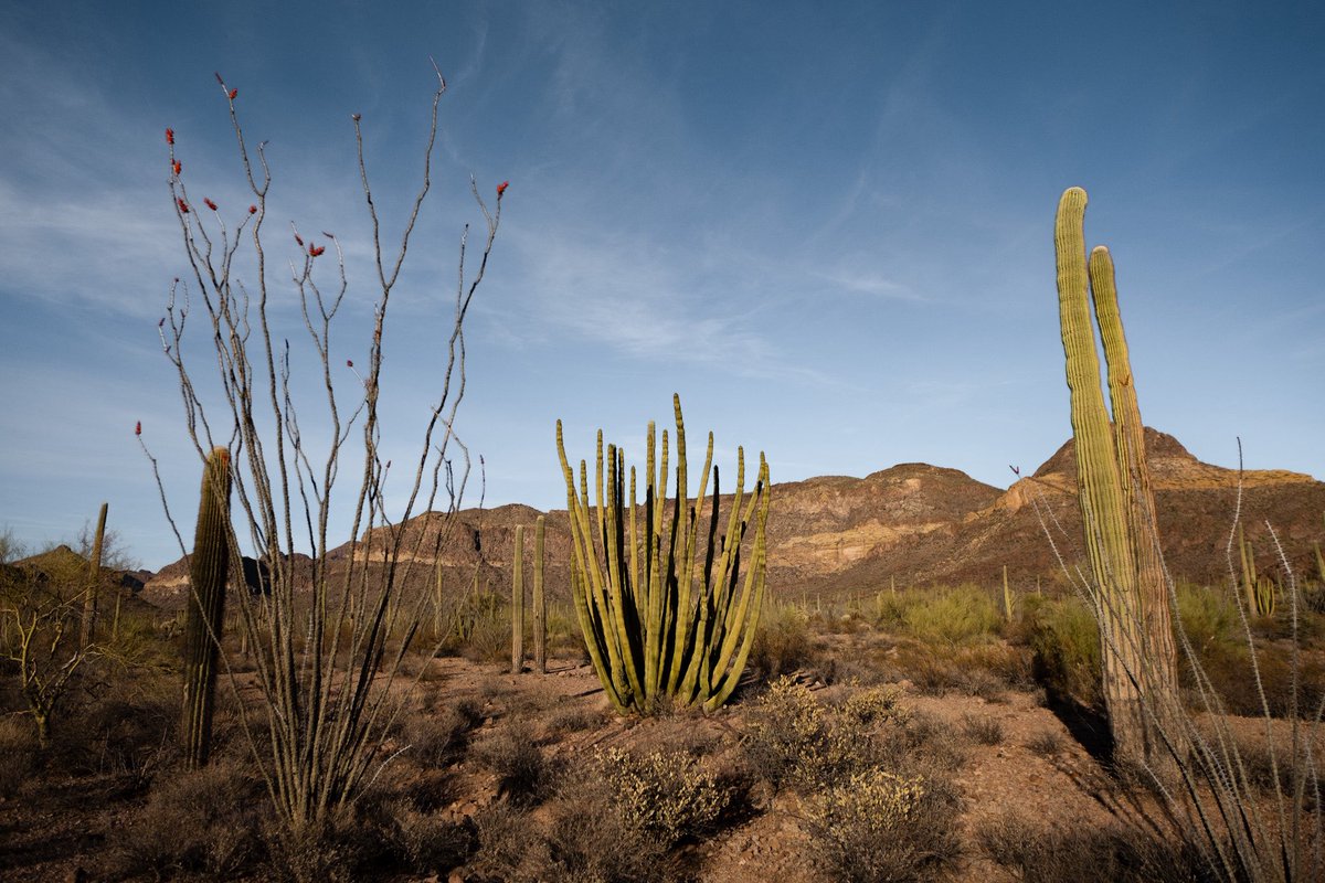 HighwayyChild's tweet photo. Organ Pipe Cactus National Monument https://t.co/1Fxzr2DG1w