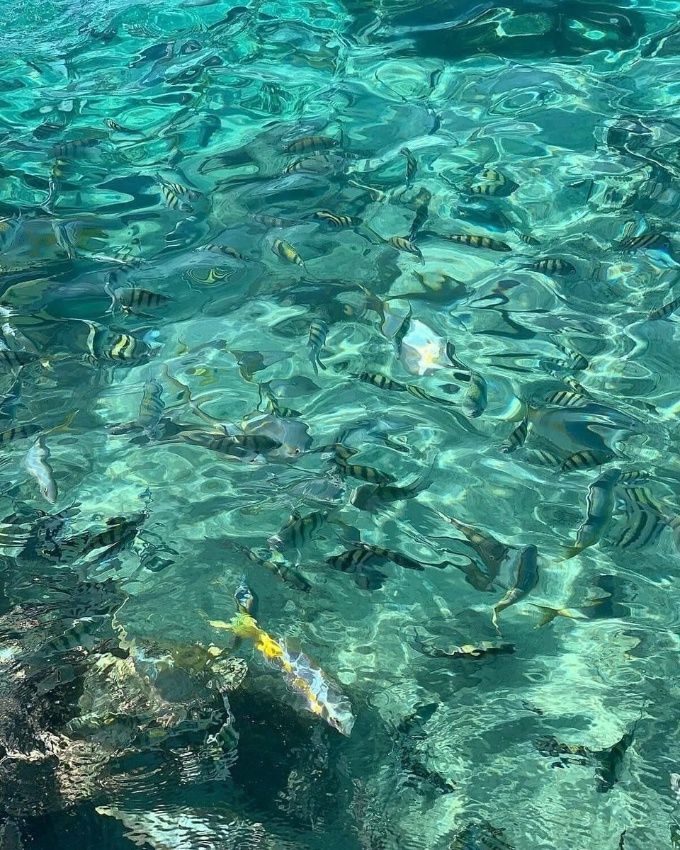oceanweavee's tweet photo. Crystal clear https://t.co/pk34Ss0EHD