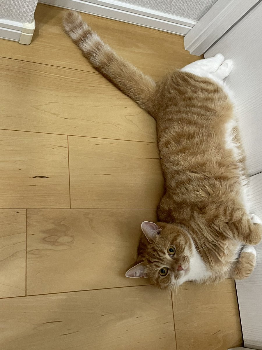 MASA_IMPUL's tweet photo. おはようございます😃

本日は午後からみなとみらいへ。
ひな🐱は留守番です😹

お仕事の方もお休みの方も良い1日でありますように❣️

食事中に足元でこんな格好されたら父ちゃんメロメロ😍 https://t.co/mfy6abgUSo