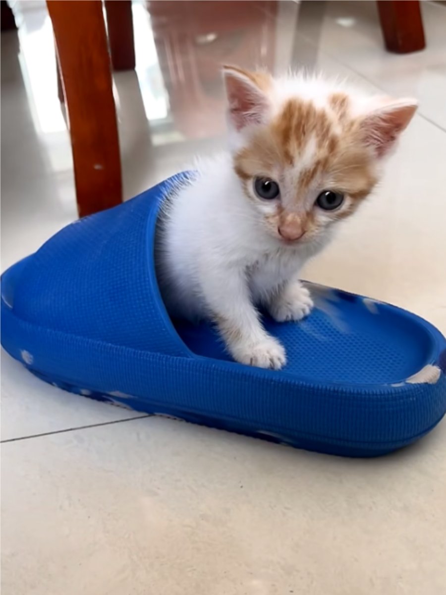 PalerB's tweet photo. My little furball hit their 6-month growth milestone today—from tiny paw taps to zoomies around the house, every second with them is pure joy!  #PetGrowthDiary https://t.co/J5g9tvWKpG