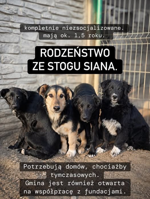 RobwalkaW's tweet photo. Cztery cienie: Ambra, Rupert, Bolek i Arturek
RYBOWO kolejne psy bez socjalizacji 
To nie są zwykłe psy. To czwórka młodych, bardzo lękowych psów, które od urodzenia żyły z dala od ludzi. Przez około sześć miesięcy ukrywały się w stogu słomy
Boją się także innych psów https://t.co/p8AklD9uey