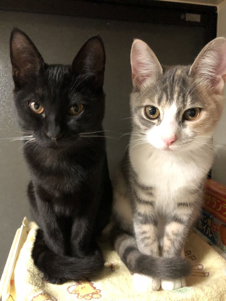 Catimators's tweet photo. https://t.co/SdpeFokCwh
