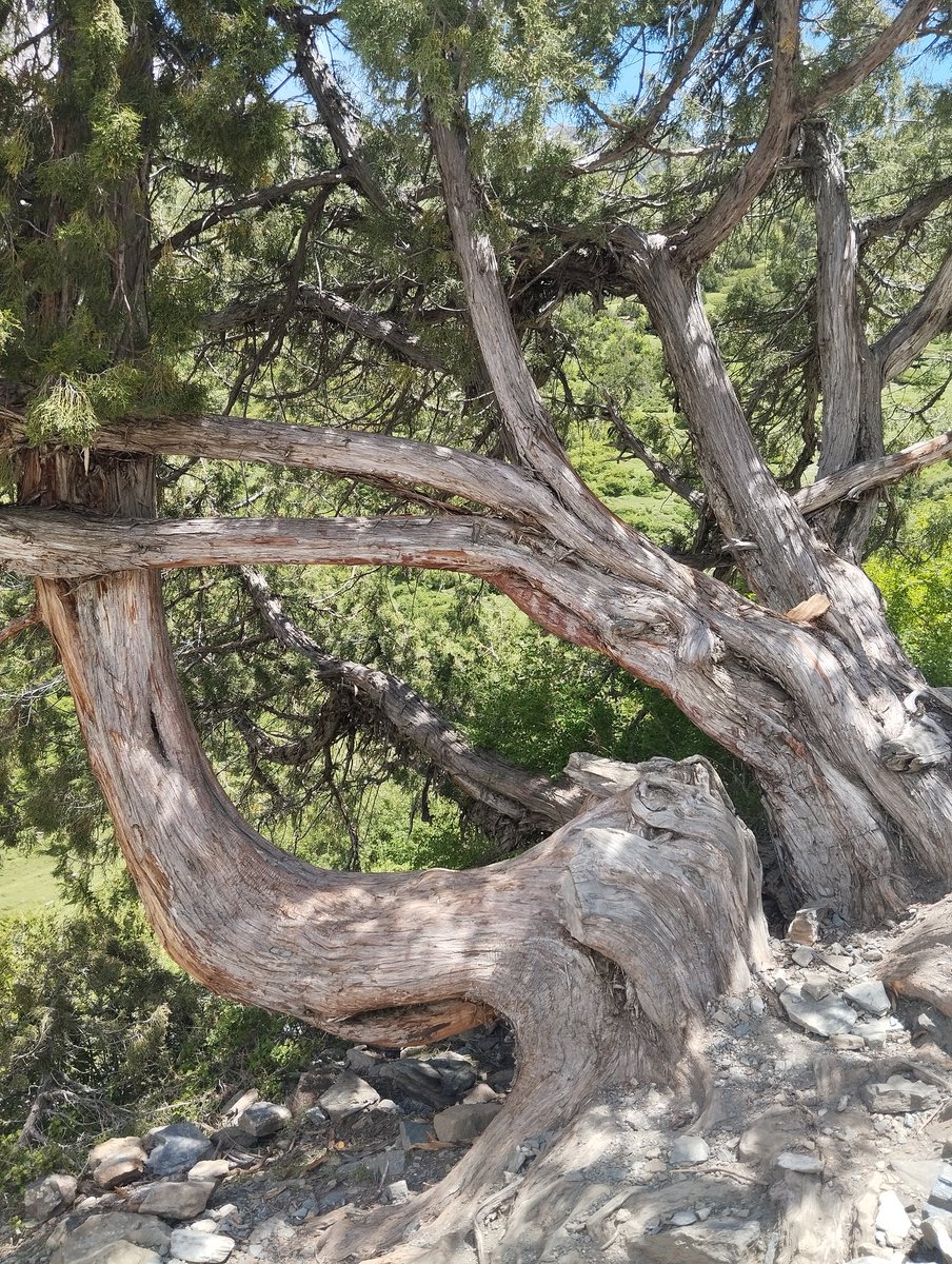 Jav_aid's tweet photo. This old tree had curved itself into a frame so beautiful that it felt incomplete without you.

Had we been trekking together, I would have asked you to sit there for a while, framed by ancient wood and summer light, while I captured a memory I would never wish to outgrow. 🍁 https://t.co/EOnWb9FMVb