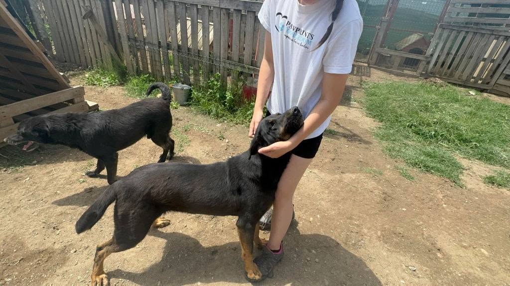 Pawprints2F's tweet photo. Romania

Shadow is a beautiful 5 year old girl with a personality that's just lovely😊

She is friendly, affectionate, full of life and adores people❤️

Shadow enjoys the company of other dogs 🐕
She can also live with kids 10+ and we can cat test her.

https://t.co/UKATK6Nz6w https://t.co/jE8LQI0qzI