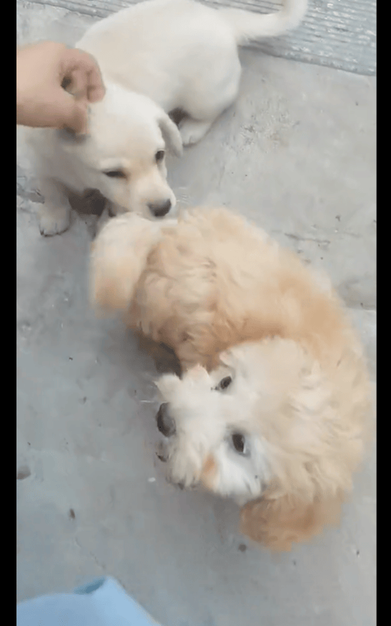 Botuskaia's tweet photo. Watch our little pup grow from wobbly newborn to zooming furball—every wag’s my favorite progress update!， https://t.co/147qtolN2J