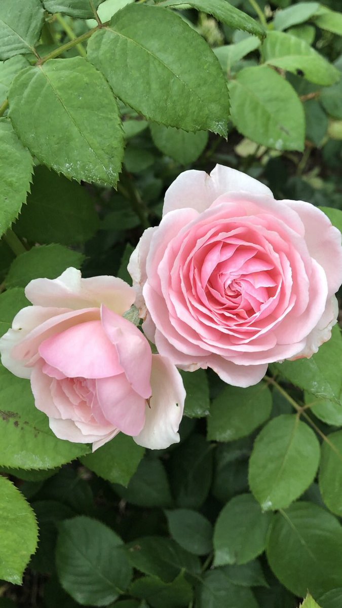 sadayoshiyamato's tweet photo. おはようございます🌺どんより曇り空で雨降りになってきそうです☔️水分補給して体調には気をつけて素敵な土曜日を過ごしましょう🌹 https://t.co/Mg3yCnS57U