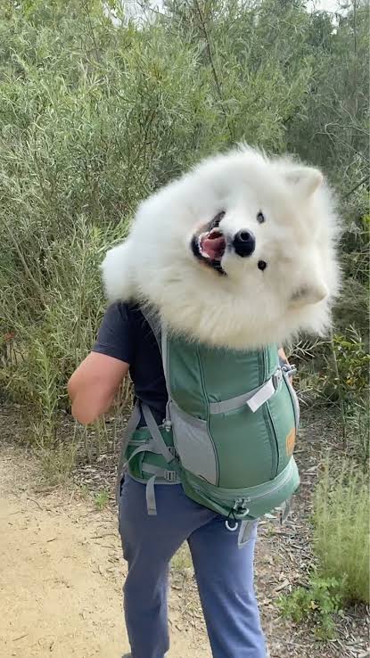 alphakenebody's tweet photo. @TheDivisionGame ☝️ When can i get samoyed dog bagpack? This is much better than that stupid ☝️ costume... https://t.co/ec3uhUno0x