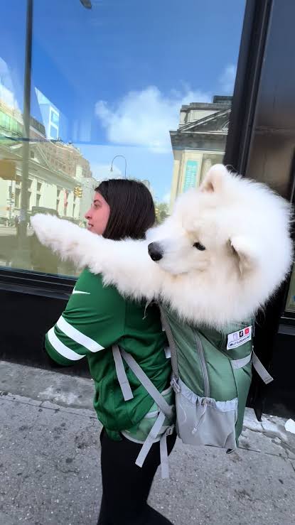 alphakenebody's tweet photo. @TheDivisionGame ☝️ When can i get samoyed dog bagpack? This is much better than that stupid ☝️ costume... https://t.co/ec3uhUno0x